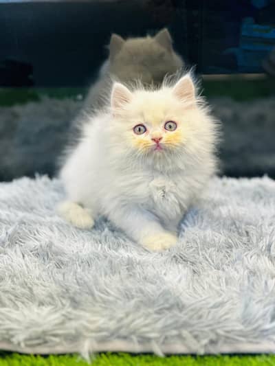 persian cats and kittens for sale wtsapp (0307/710/92/69)