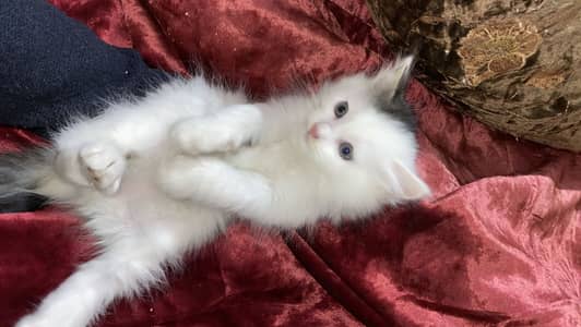 persian white kitten