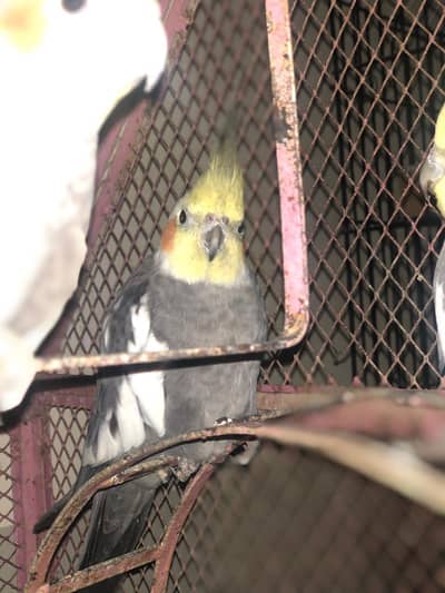 2 year old gray  male cocktail parrot