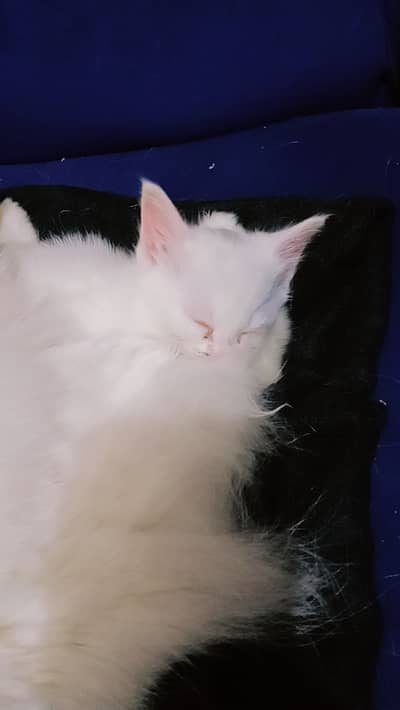 Persian Baby cat for sale.