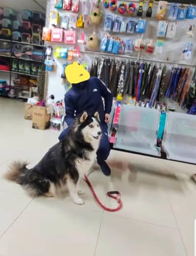 pedigree breeder husky female  exchange possible