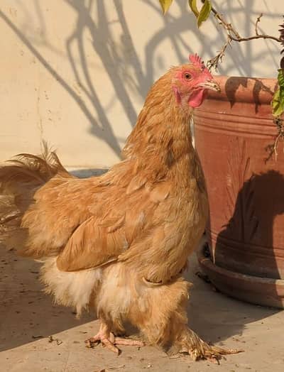 Golden Heavy Buff Pair