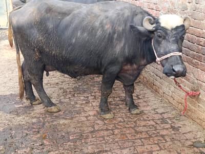 taza Sui jhoti with katti 14 kg milk 2no time Ka