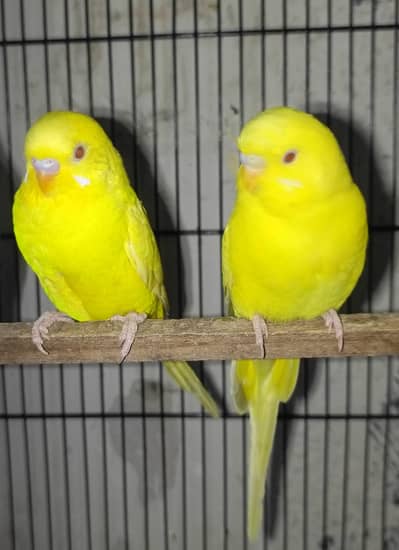 Red Eyes Budgeries