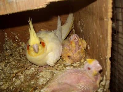 Cocktail Breeder pair