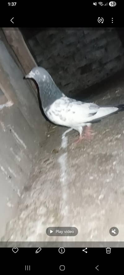 Taddy kaboter 03070477515