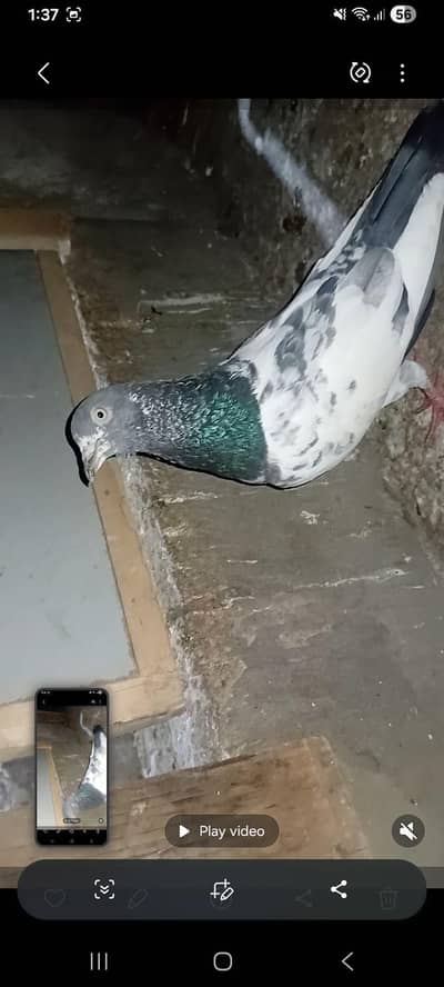 Taddy kaboter 03070477515