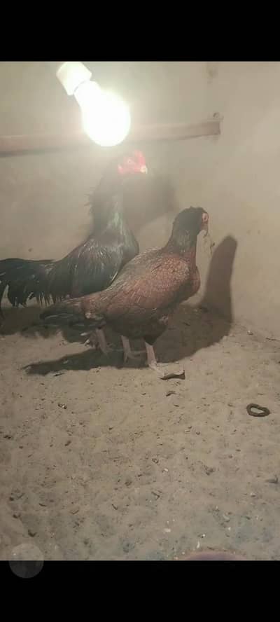 Amroha guarantee From Irfan Bandiyal Sahab Chick's ForSale