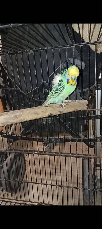 hogoromo double flower breeder pair