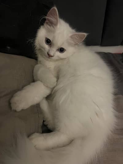 White female blue eyes persian kitten.
