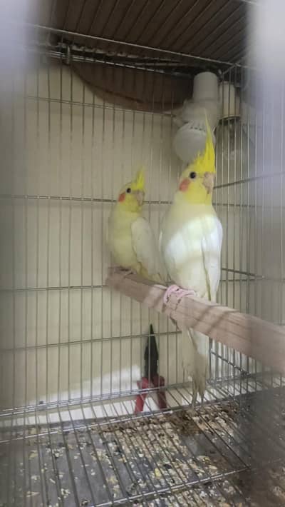 cockatiel 2 pair