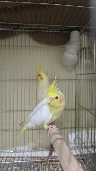 cockatiel 2 pair