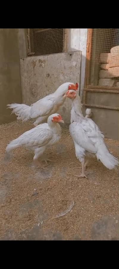 fixed price and high quality read caption