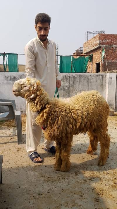 Mundra - Chatra  - chathra - sheep