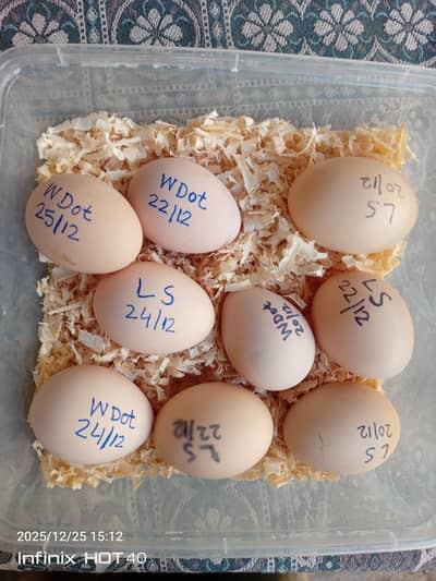 eggs available