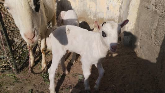 gulabi teddy bakri abluck