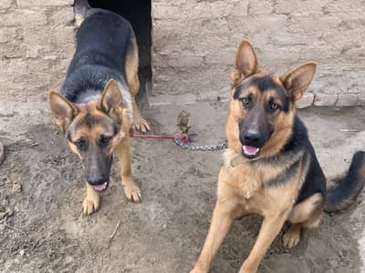 German Shepherd Dog – 10 Months Old, Fully Vaccinated and healthy