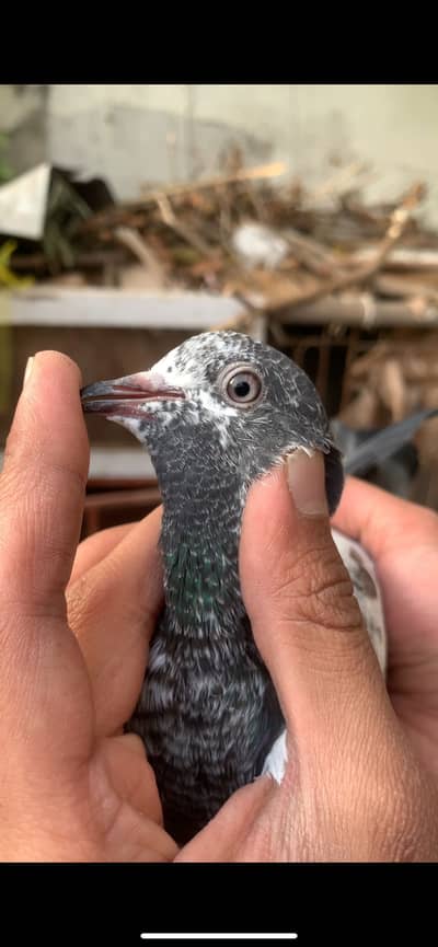 Ferozpuri, Teddy, Sialkoti Pathay Pathiyan Resulted guarantee