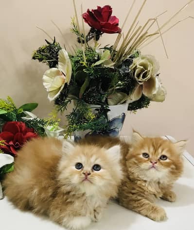 Persian kittens