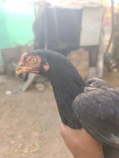 muskhi and Aseel white cheni madi gor sale ak madi ki qemat 5k ha