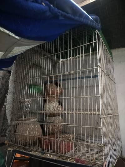 feshar ka pear ha or ya cage ha 2000 final. ha