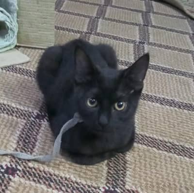 Single coated Persian kittie