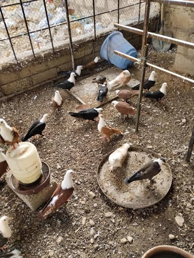 Karbalai pigeons breeding pairs single and chicks availabe for sale
