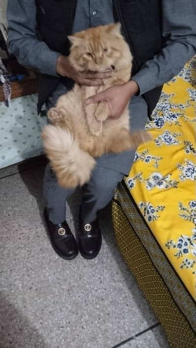 ginger male perssion