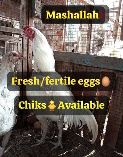 Heera Aseel+Cheeni Miawali Aseel eggs&chiks available  03367349141