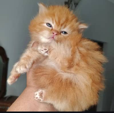 pure persain extreme punch face