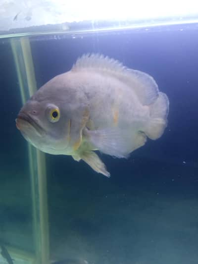 albino Oscar 10 inch
