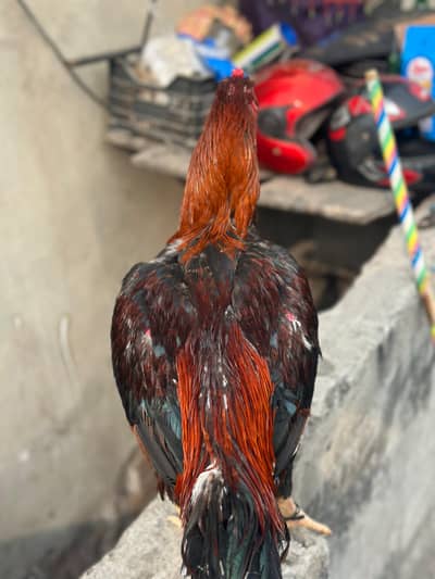 aseel Pakistani vatnim