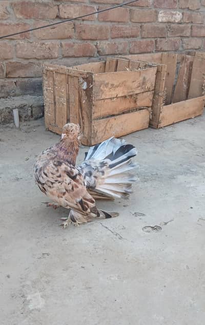 almond Indian breeder Female