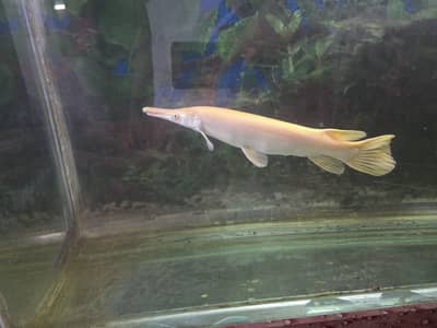 albino alligator gar 15 inch