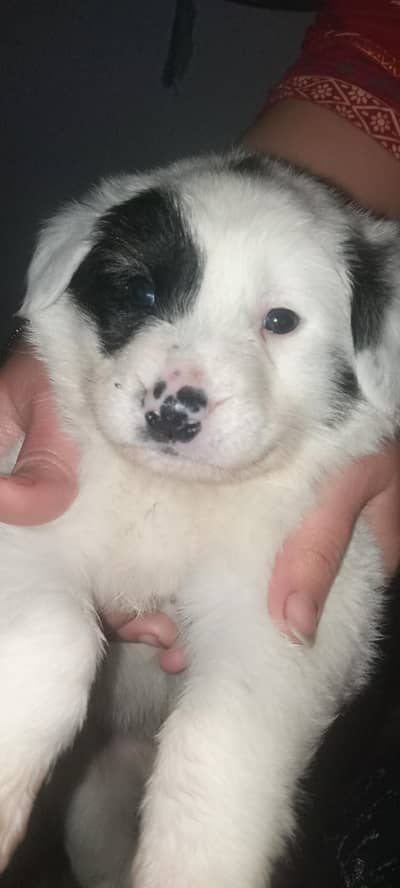 Rs. 20'000 very good quality