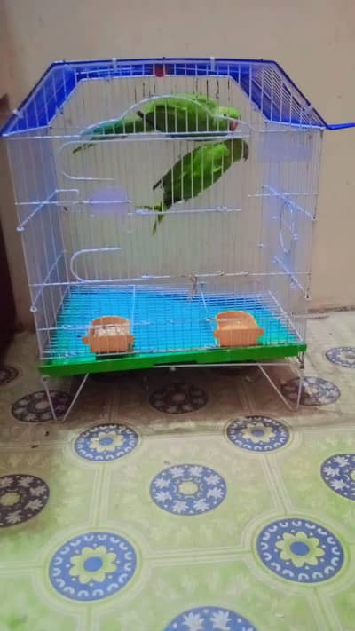 mitho toota for sale