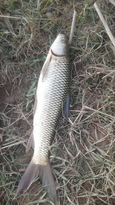 kala rahu. . . . marhaki. . . or silwar  3 bird ha