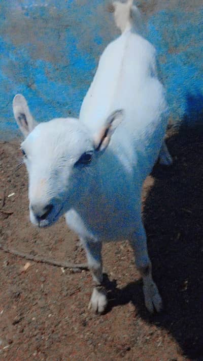 teeda Bakra andu urgent sale