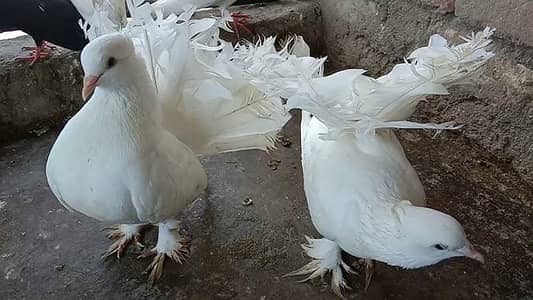 03138905500  میرے پاس  لکے کبوتر کا جوڑا  ہے شوقین لوگ رابطہ کریں