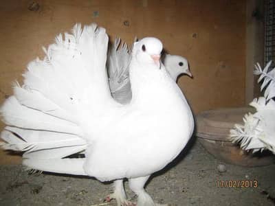 میرے پاس لکے کبوتر کا جوڑا ہے شوقین لوگ رابطہ کریں 03138905500