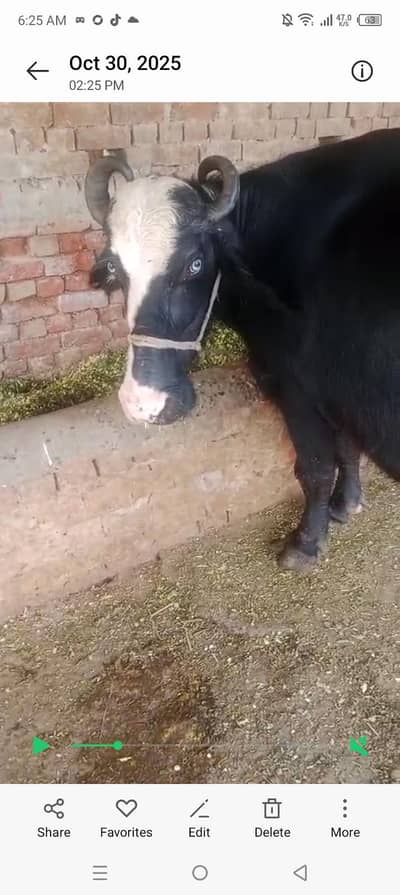 Buffalo dono for sale krna hai