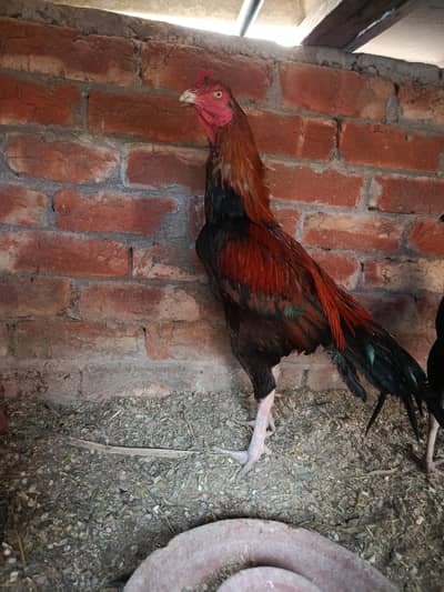 aseel Murga with 2 Thai cross female