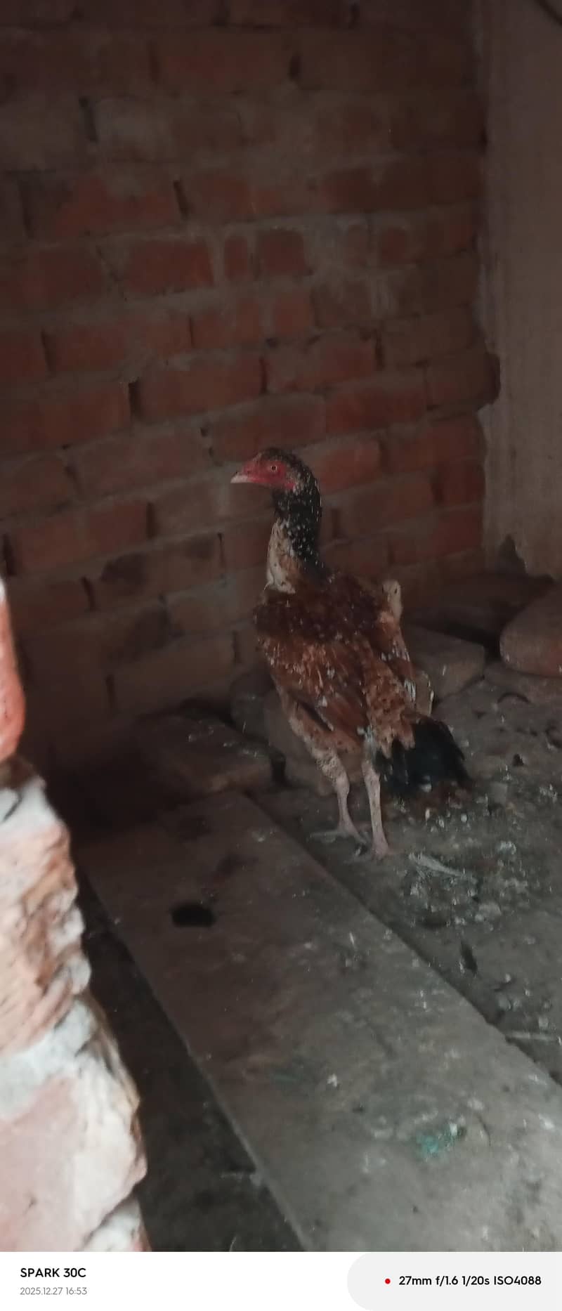 پیور دسی اور اسیل لال اسیل کےدو بچے بھی ھیں پچاس دن 0