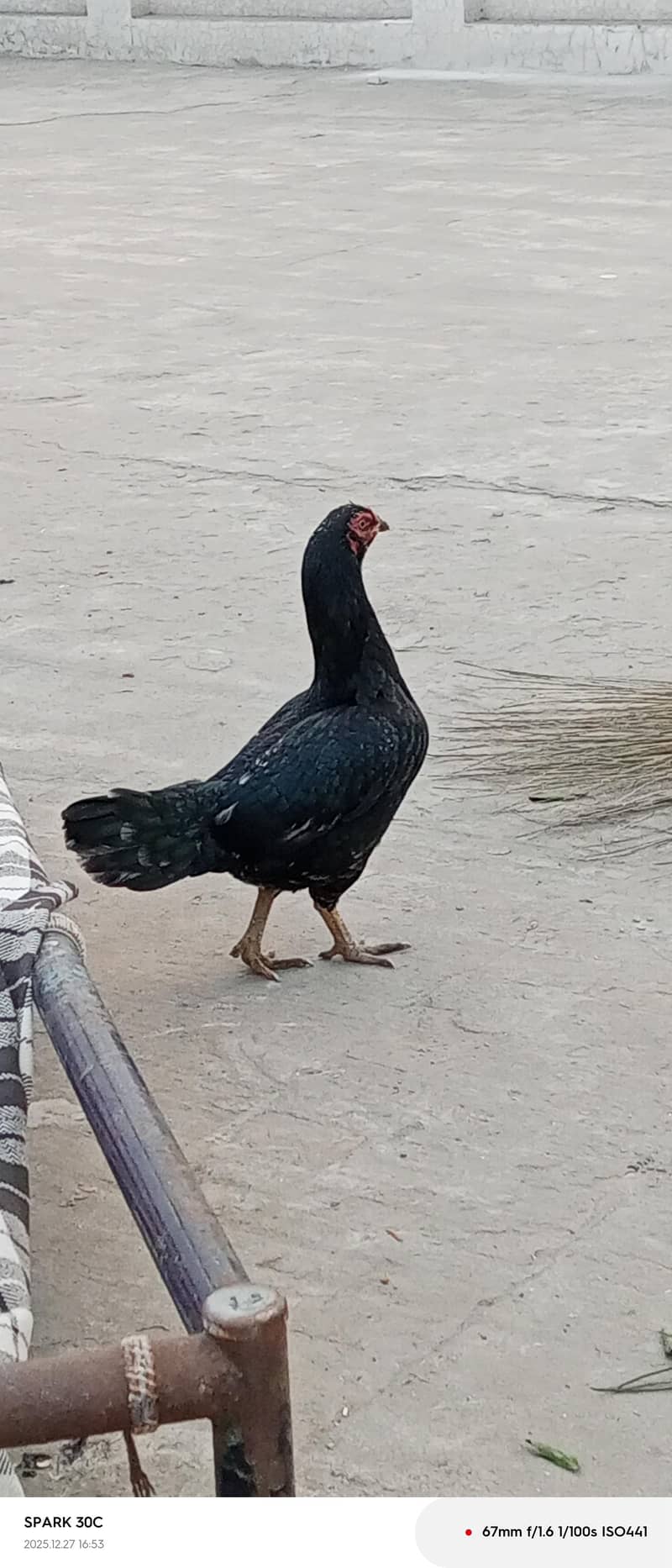 پیور دسی اور اسیل لال اسیل کےدو بچے بھی ھیں پچاس دن 2