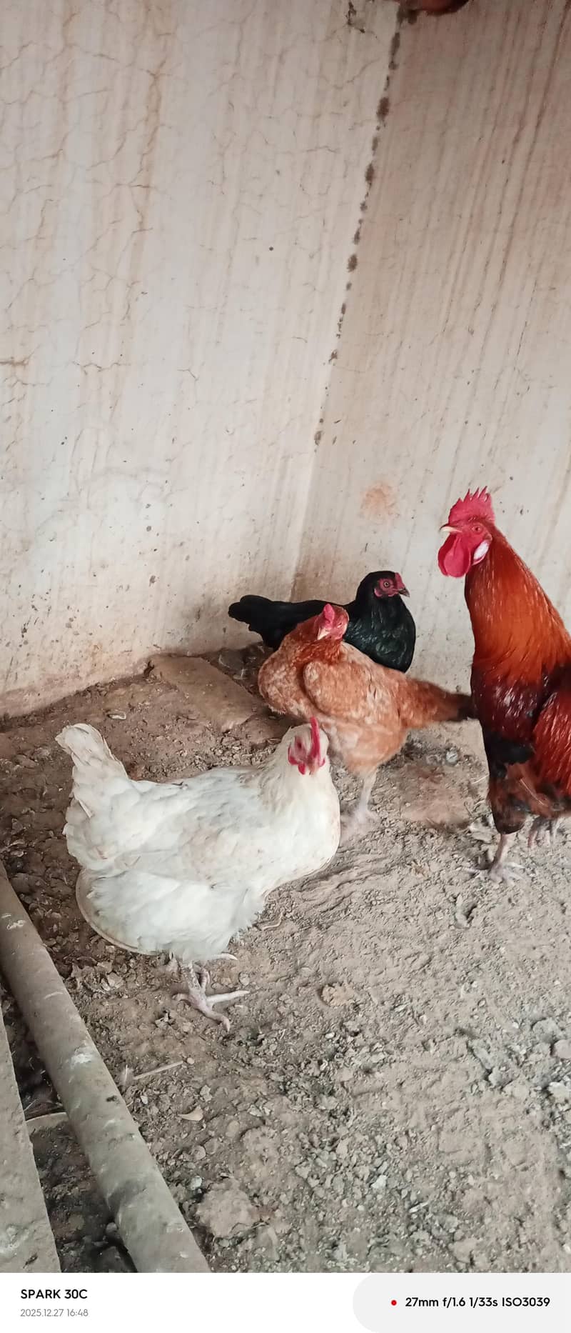 پیور دسی اور اسیل لال اسیل کےدو بچے بھی ھیں پچاس دن 3