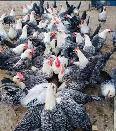 feyumi Misri murghia for sale.