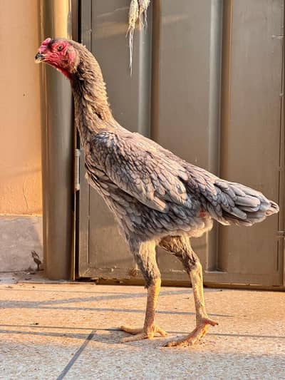 O Shamo Breeder Blue Hen | Pure Lineage | Shamo Aseel | Aseel