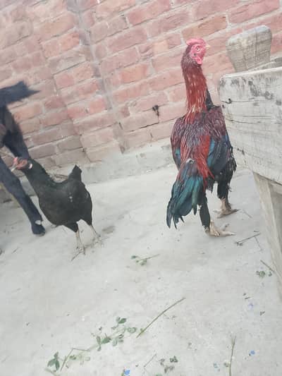 aseel permoze murgha