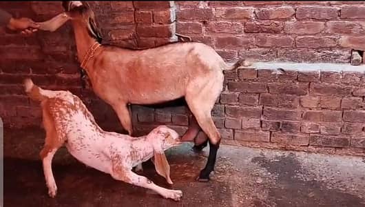 Bakri with Male kid#03274116585