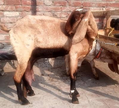 dogli bakri #03274116585